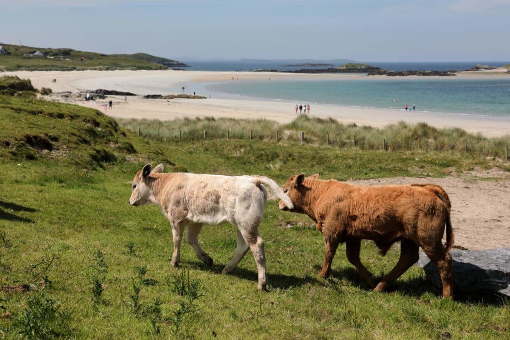 conneamara cows