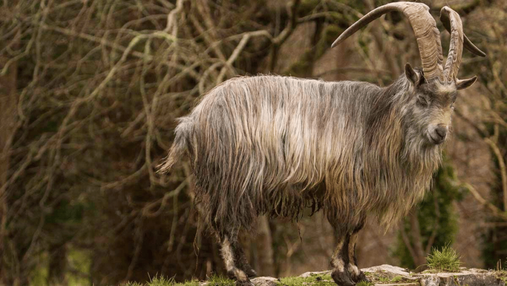 irish goat mulranny