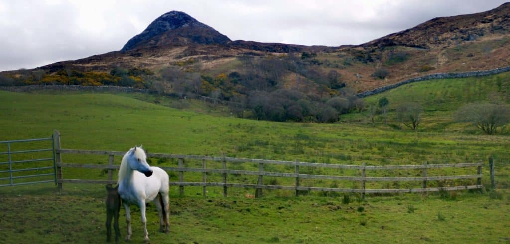 connemara pony