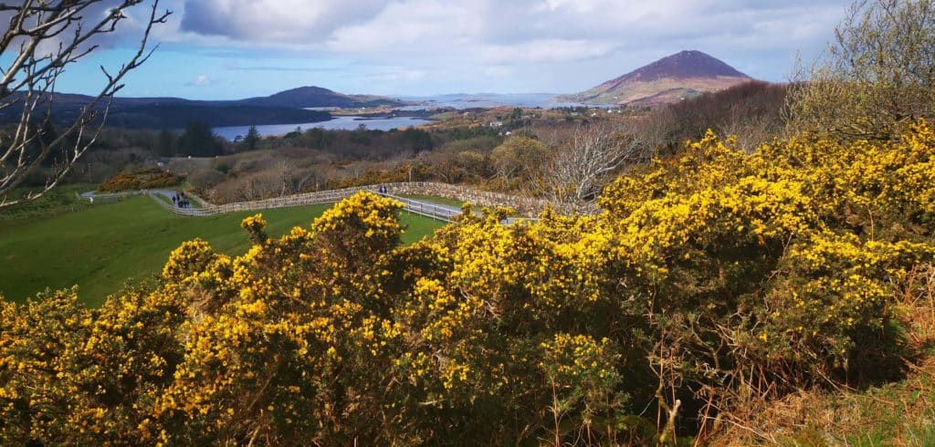 gorse connemara