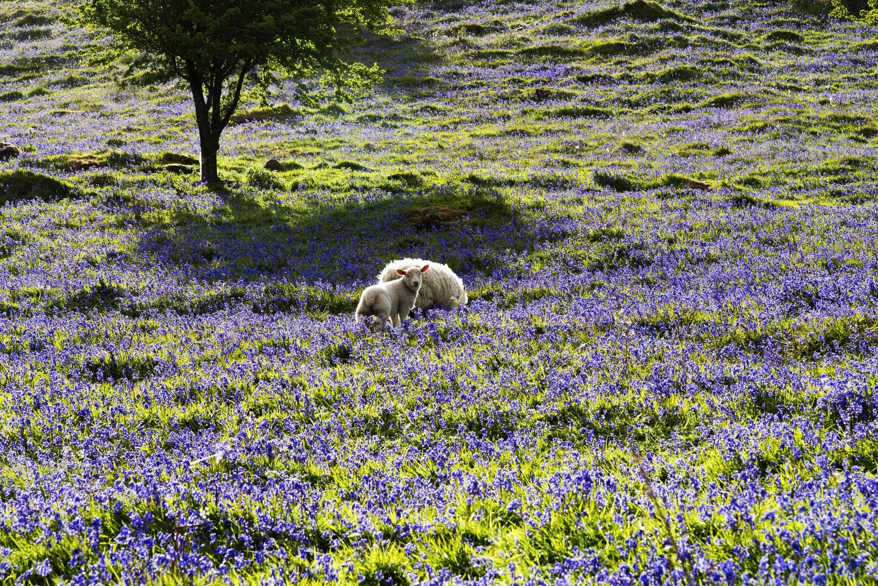 Glenariff Bluebells and Sheep_Web Size