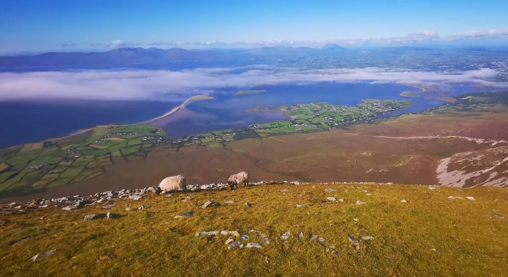 sheep croagh patrick