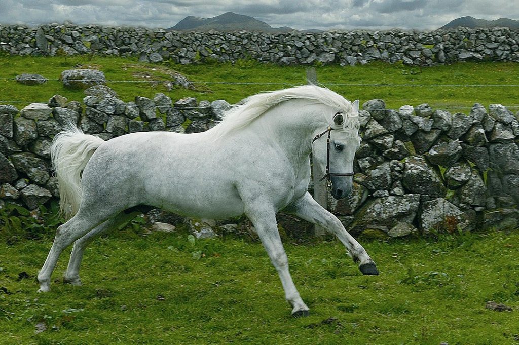 connemara pony