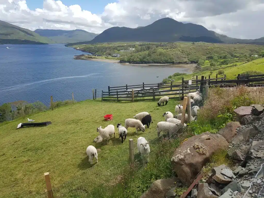 sheep farm west of ireland