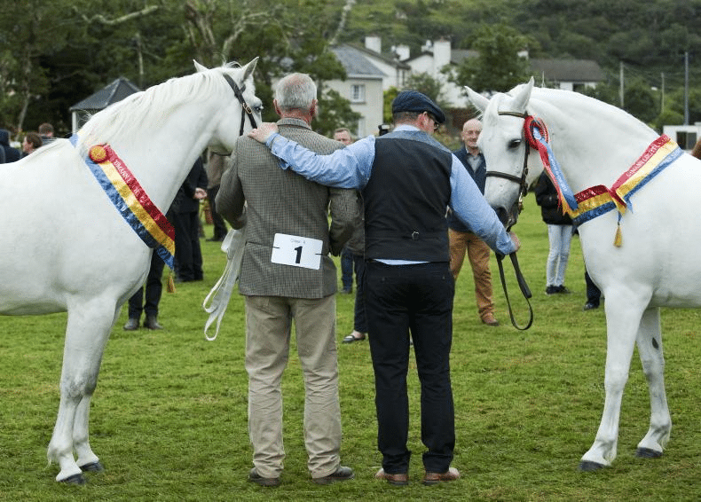 connemara pony